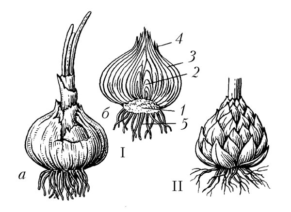 Луковичные лилии Весна