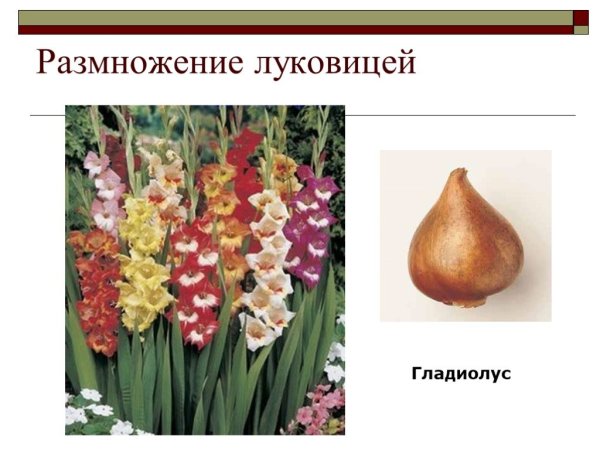 Гиацинт Блю микс