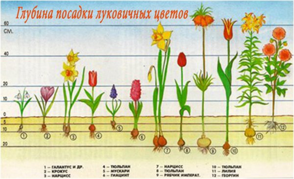 Крокус Шафран луковицы