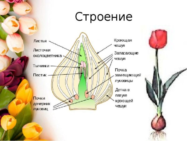 Черемша семейство лилейных