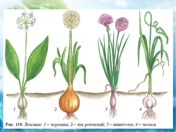 Луковицы цветов