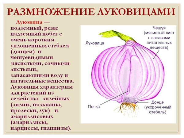 Луковица цветка безвременника
