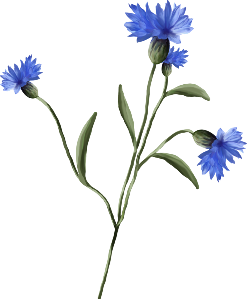 Стебель василька