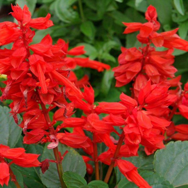 Сальвия Спленденс