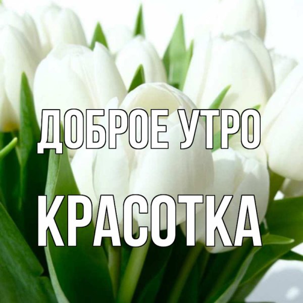 Добрый день дамы