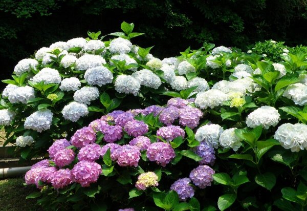 Гортензия бульденеж кустарник