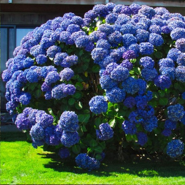 Гортензия крупнолистная Nikko Blue