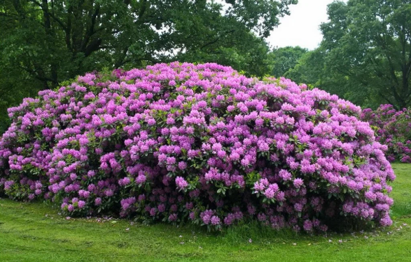 Рододендрон 'praecox'