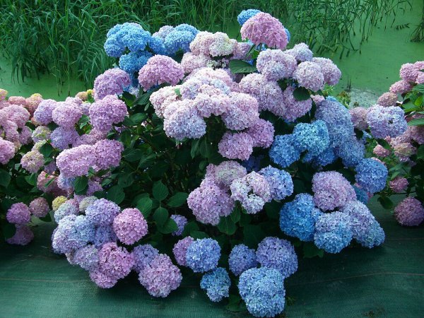 Гортензия Боденси