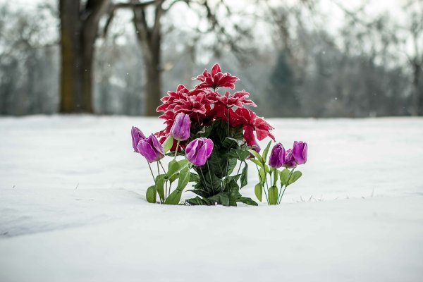 Красивые зимние цветы