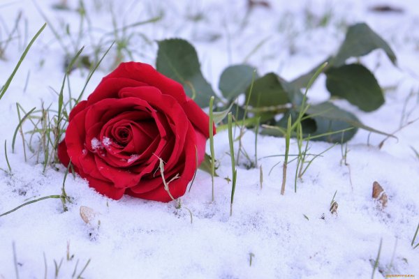 Красная роза на снегу