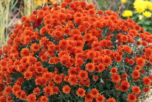 Поздноцветущие многолетники