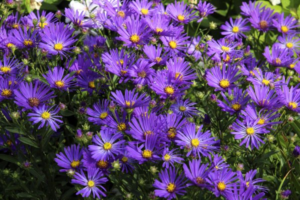 Астра Ромашковая. Aster amellus