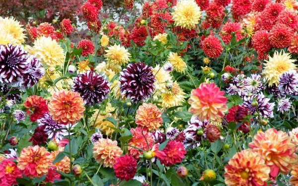 Георгины Dahlia