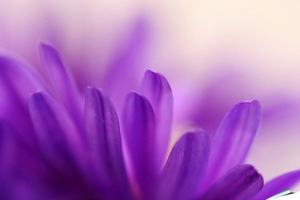 Фотофон цветы сиреневые