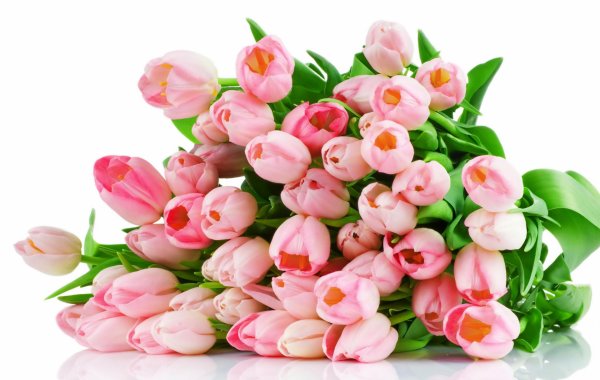 Фловерс Flowers цветы тюльпаны