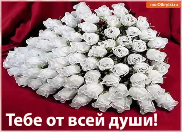 Нежные хризантемы с днем рождения