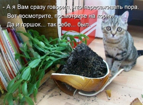 Кот уронил горшок