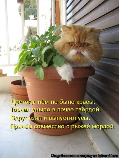 Приколы про цветы