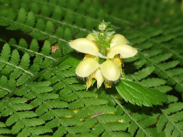 Цветение папоротника на Ивана Купала
