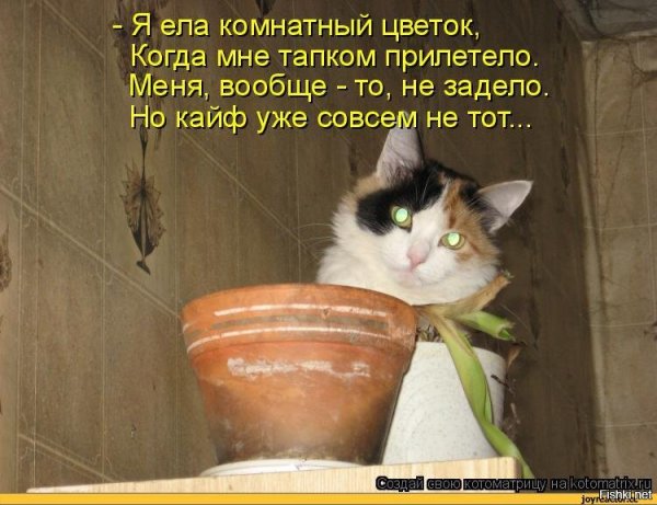Цветочки демотиватор
