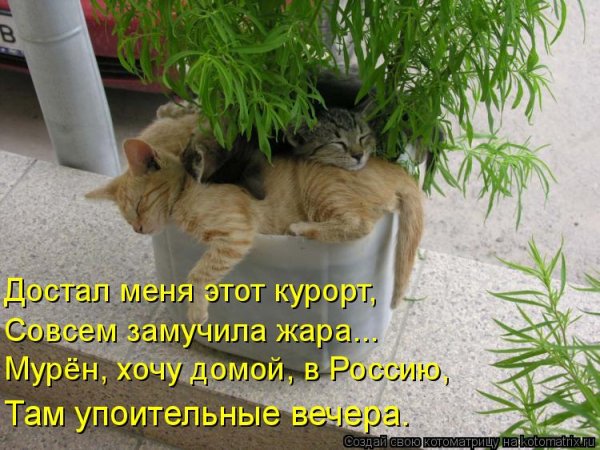 Кактус прикол
