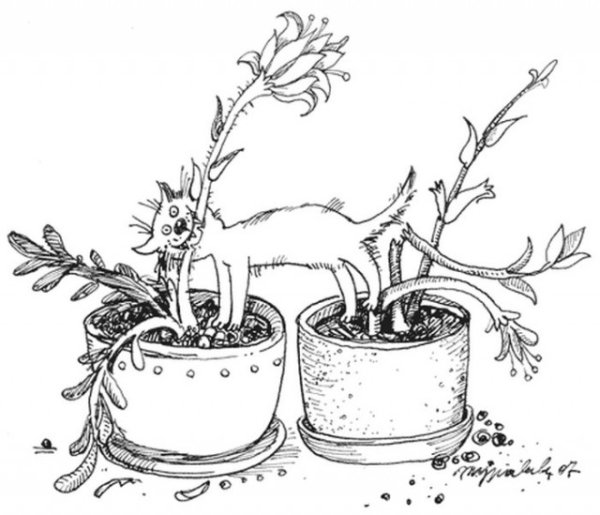 Приколы про цветы