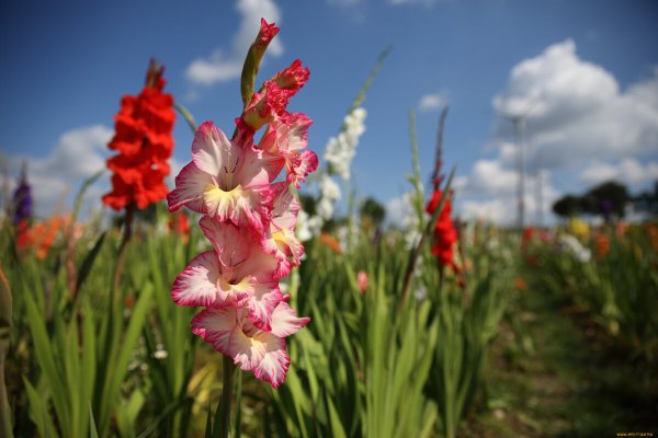 Гладиолус Клаймекс