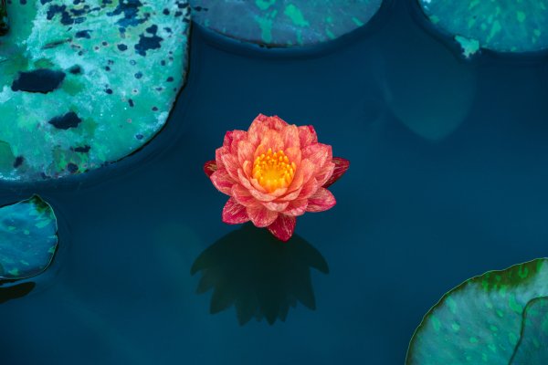 Кувшинка это водоросль
