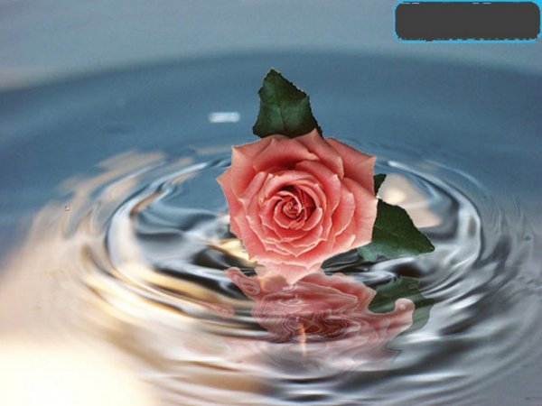 Розы в воде плавают