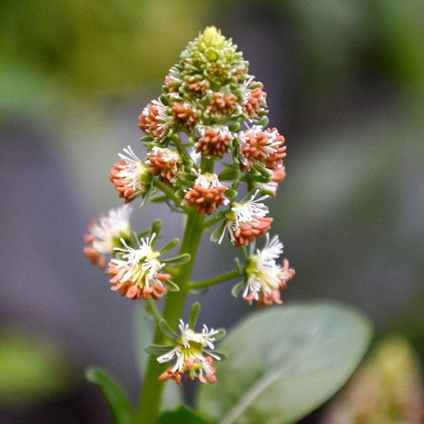 Reseda odorata