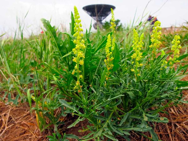 Наперстянка digitalis Spice Island