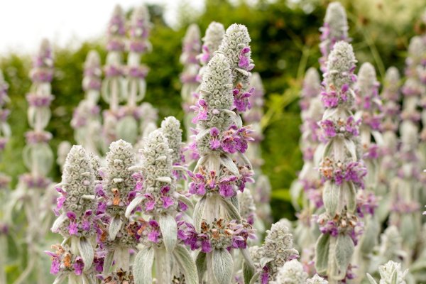 Reseda odorata