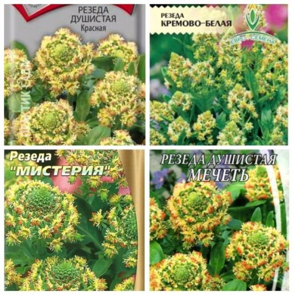 Reseda odorata Резеда душистая