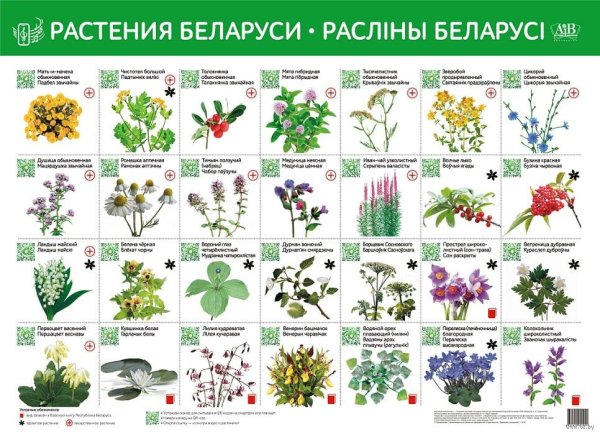 Лекарственные растения РБ