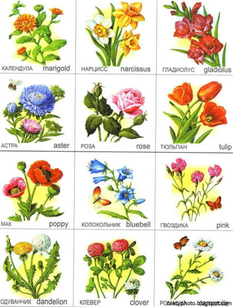 Садовые цветы: список названий с описаниями и фотографиями