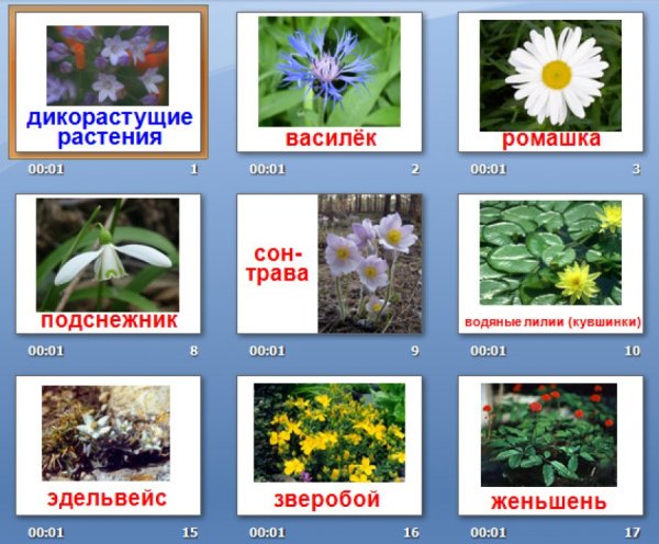 Дикорастущие растения названия