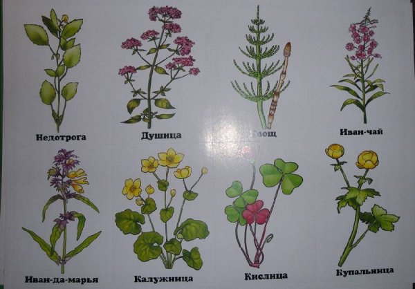 Полевые растения