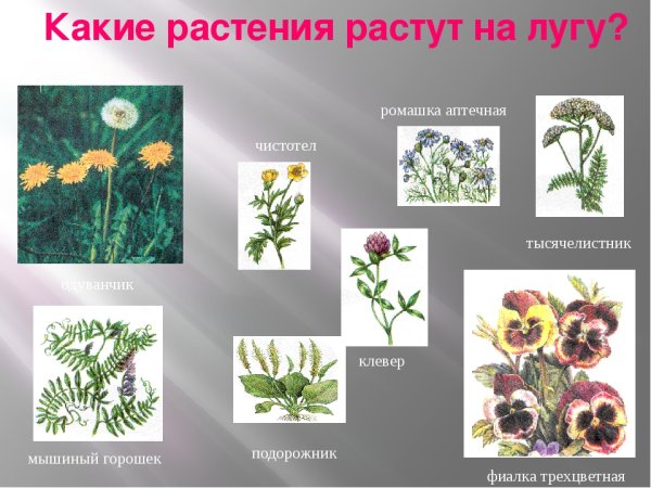 Цветы занесенные в красную книгу России