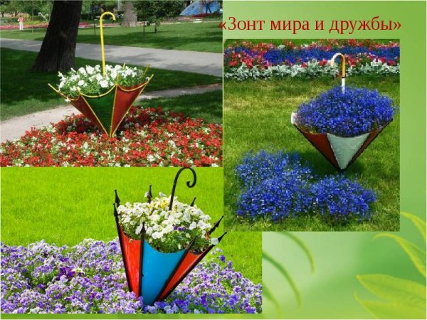 Герань паспорт растения для детского сада