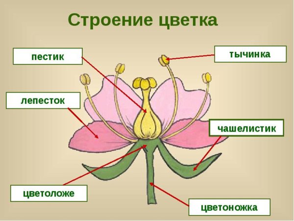Строение цветка яблони схема