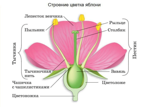 Биотехнологии в сельском хозяйстве