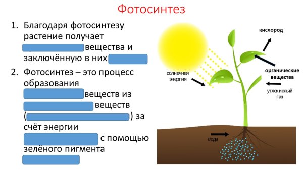 Таблички для огорода на окне