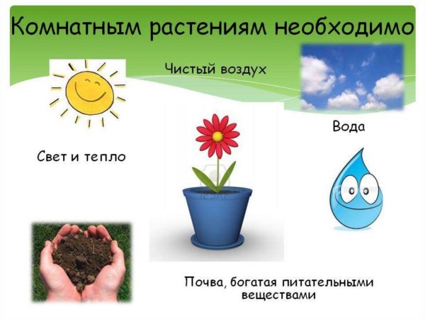 Семена гортензии метельчатой