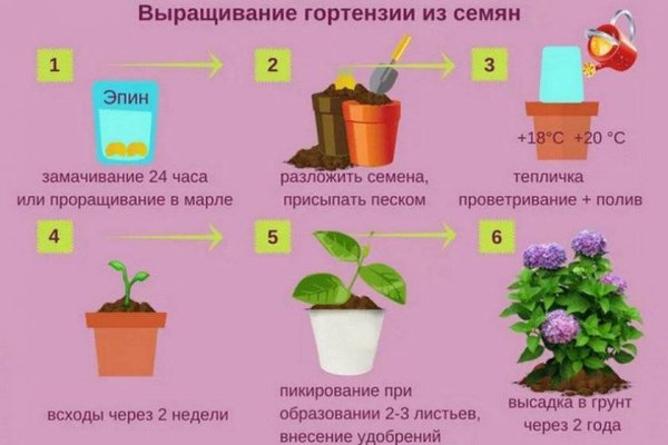 Цветок части растения