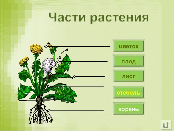 Фотосинтез солнечной энергии растения