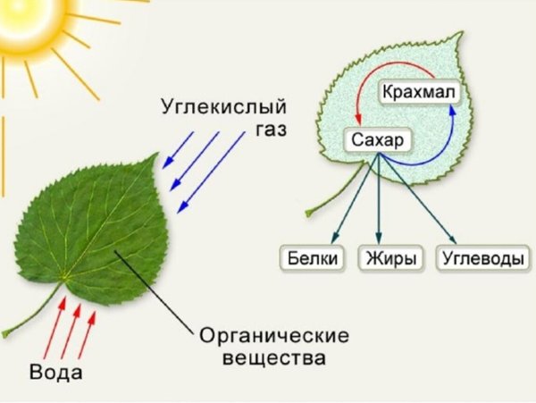 Поглощение света цветом