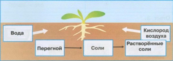 Генетика растений