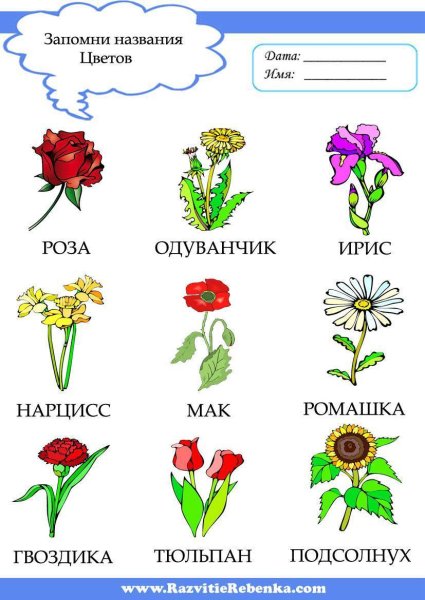 Рисунки цветов и их названия