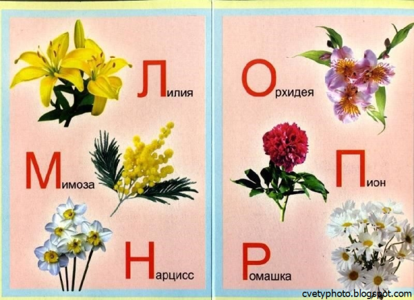 Названия цветов растений